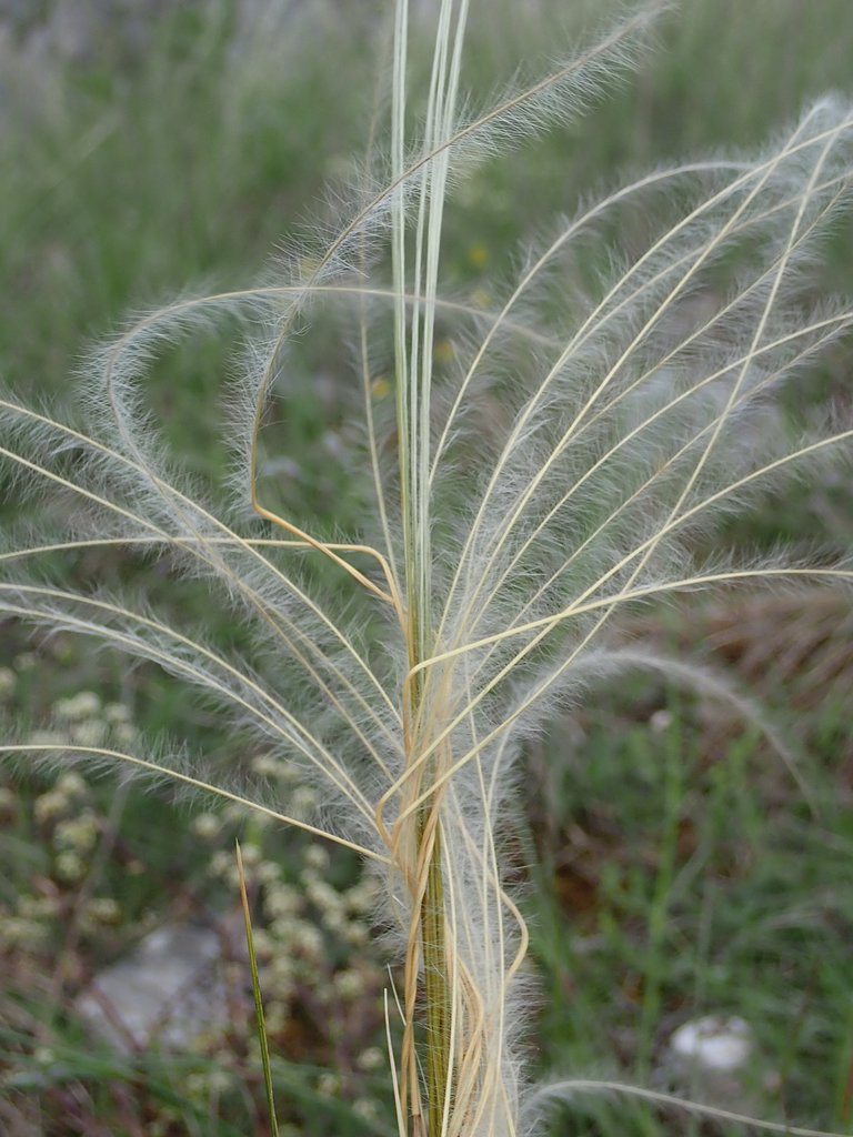 Stipa gallica